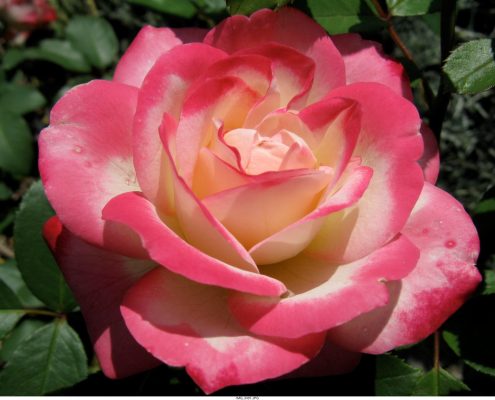 pink-flower-3 pink-flower-3