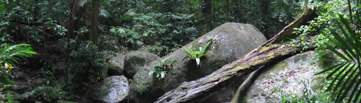 rainforest pool