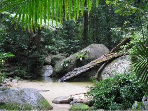 rainforest pool