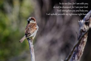 He cares for the sparrows. How much more for you?